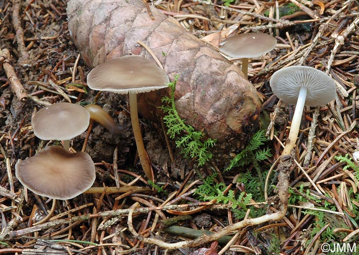 Strobilurus esculentus 3.jpg
