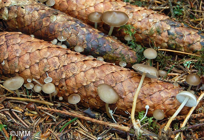 Strobilurus esculentus 4.jpg