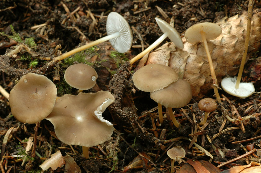 strobilurus_esculentus_1.jpg