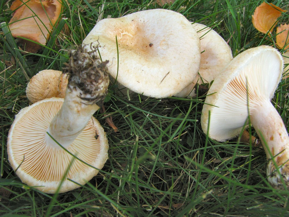 1280px-Lactarius_pubescens_29377.jpg