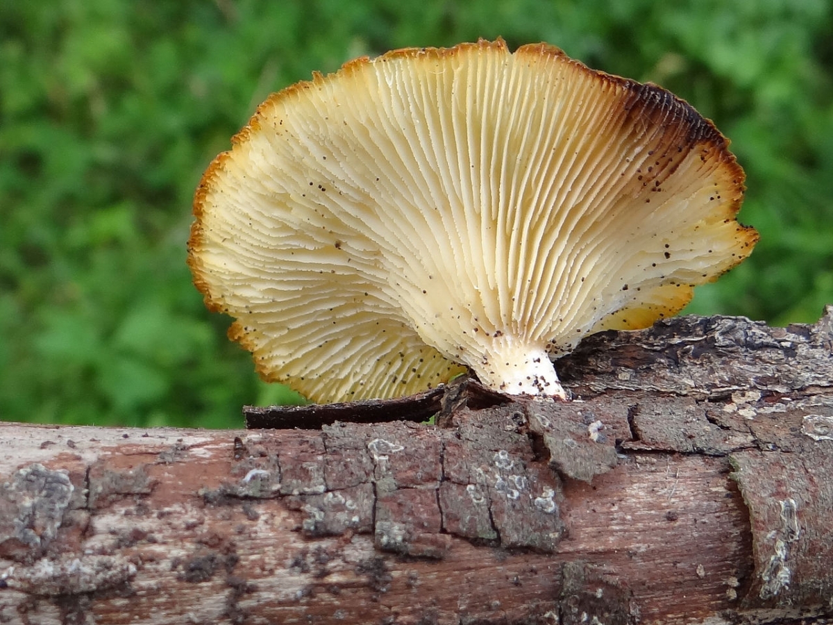 Lentinus_suavissimus_G5_(1).JPG