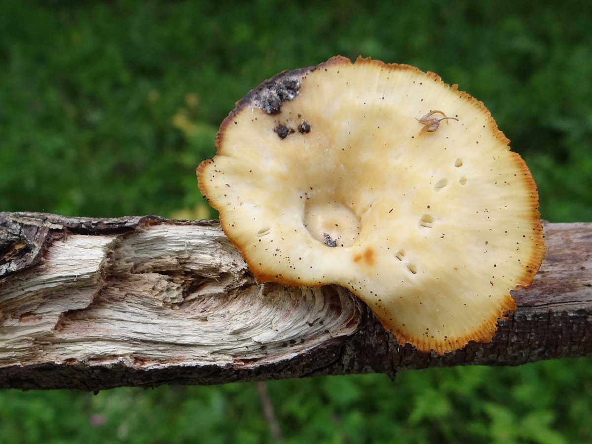 Lentinus_suavissimus_G5_(2).JPG