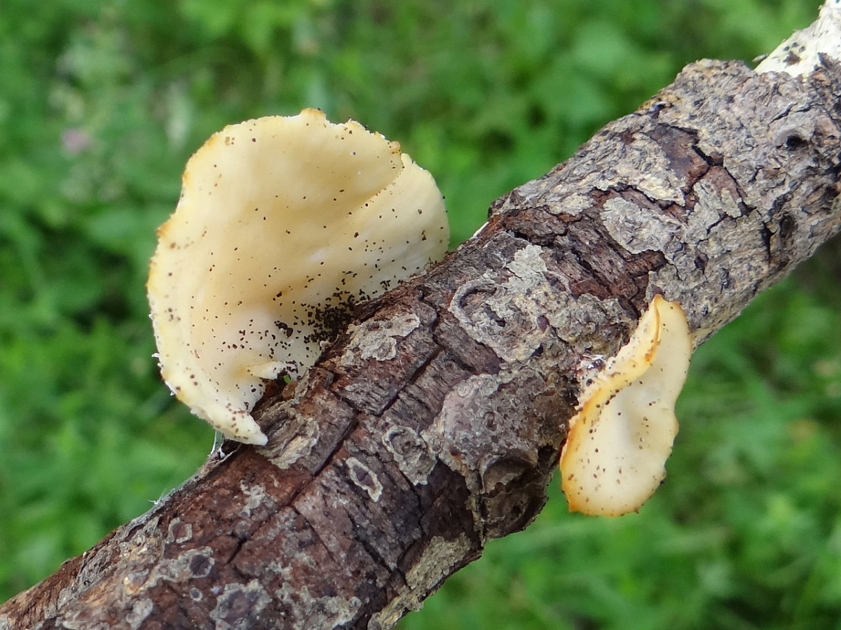Lentinus_suavissimus_G5_(3).JPG