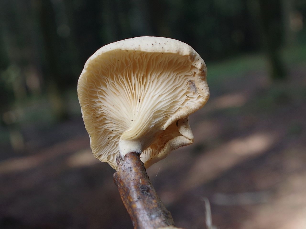 Lentinus_suavissimus_a1_(4).JPG
