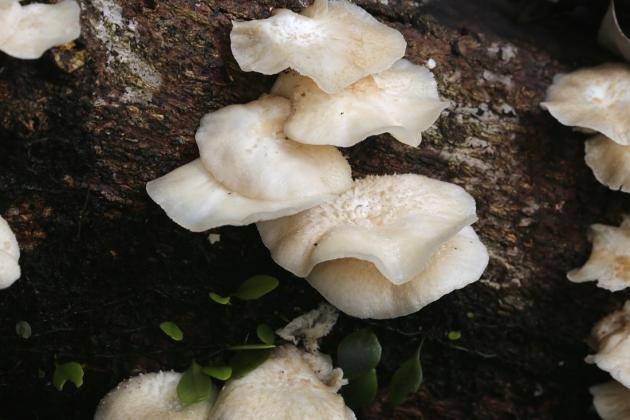 lentinus_squarrosulusqiao_lin_xiang_gu__3chen_qi_ren_.jpg