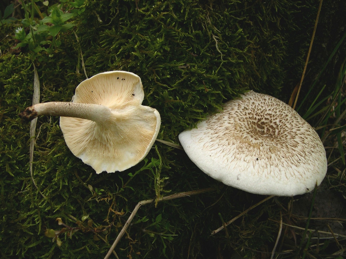 Lentinus_tigrinus.JPG