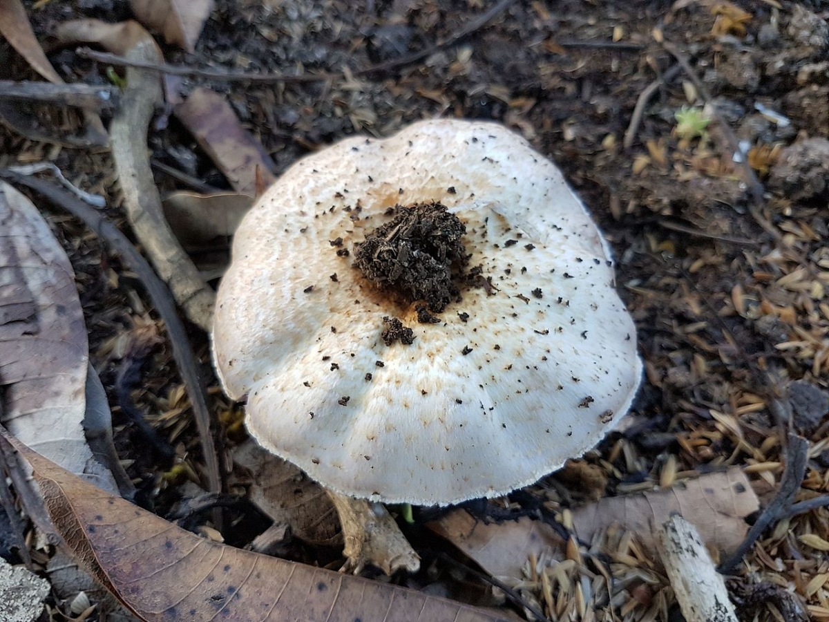 Lentinus_tigrinus_(Philippines)_04.jpg