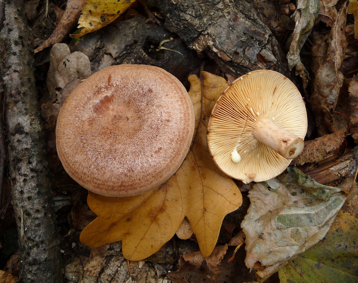 1280px-Lactarius_quietus_2010_G1.jpg