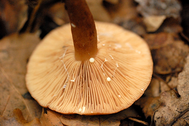 Lactarius_spec._-_Lindsey_9b.jpg