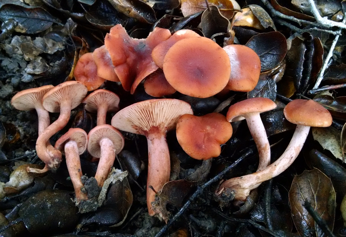 Lactarius_rufulus_712582.jpg