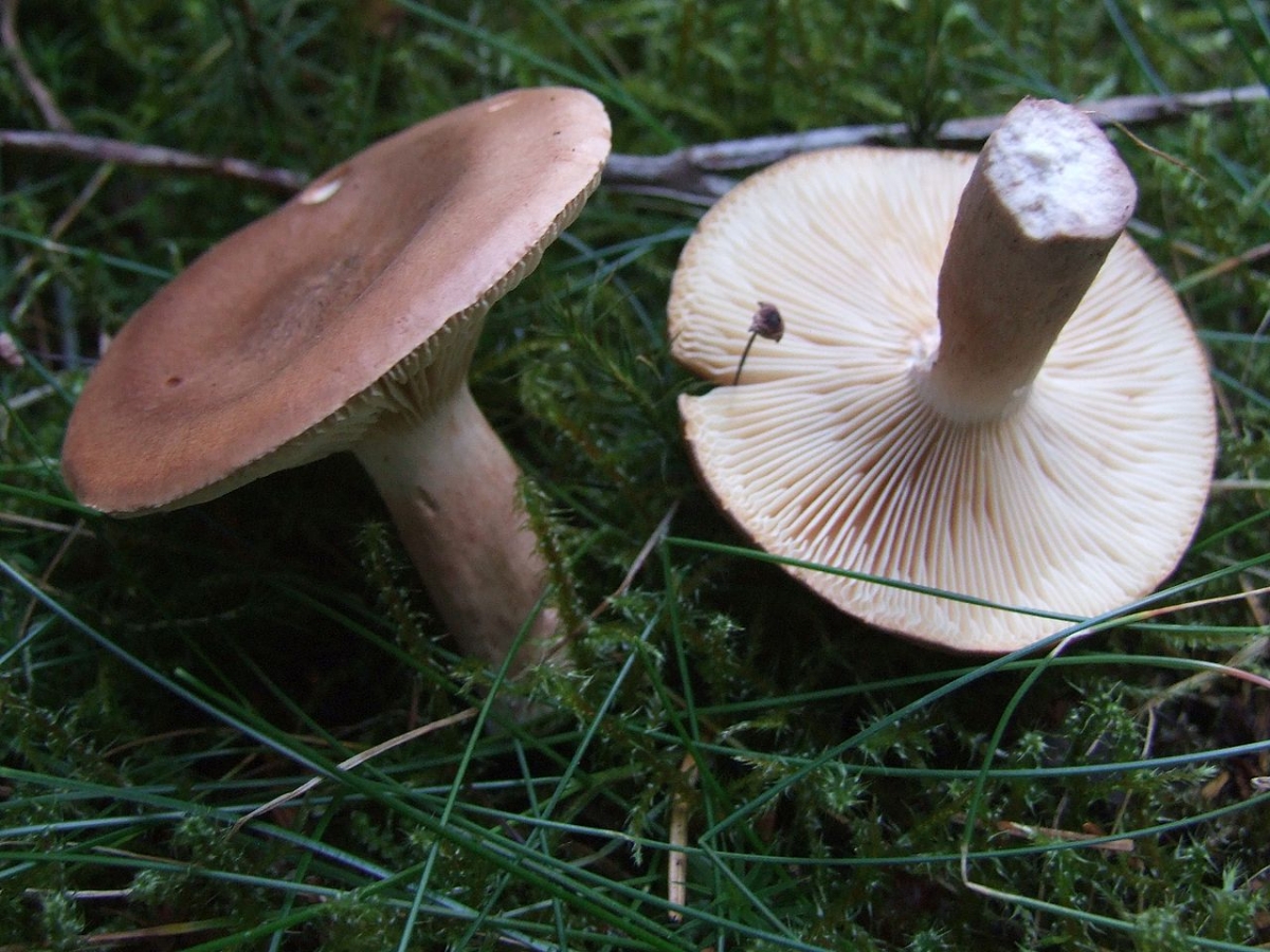 Lactarius_rufus_T68.jpg
