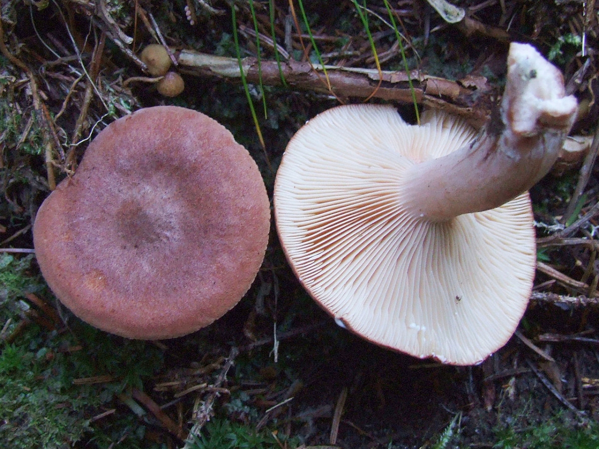 1280px-Lactarius_rufus_T67.jpg