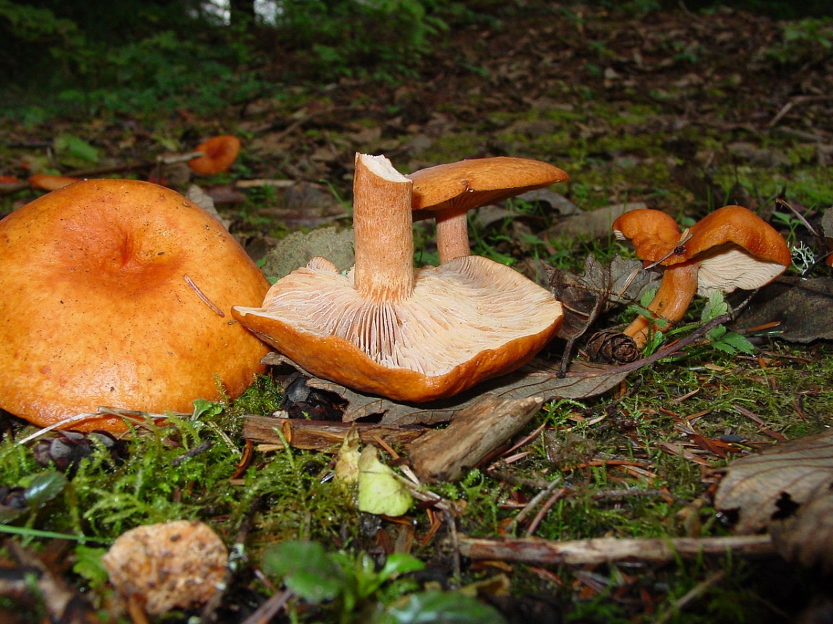 Lactarius_rufus_Oregon.jpg