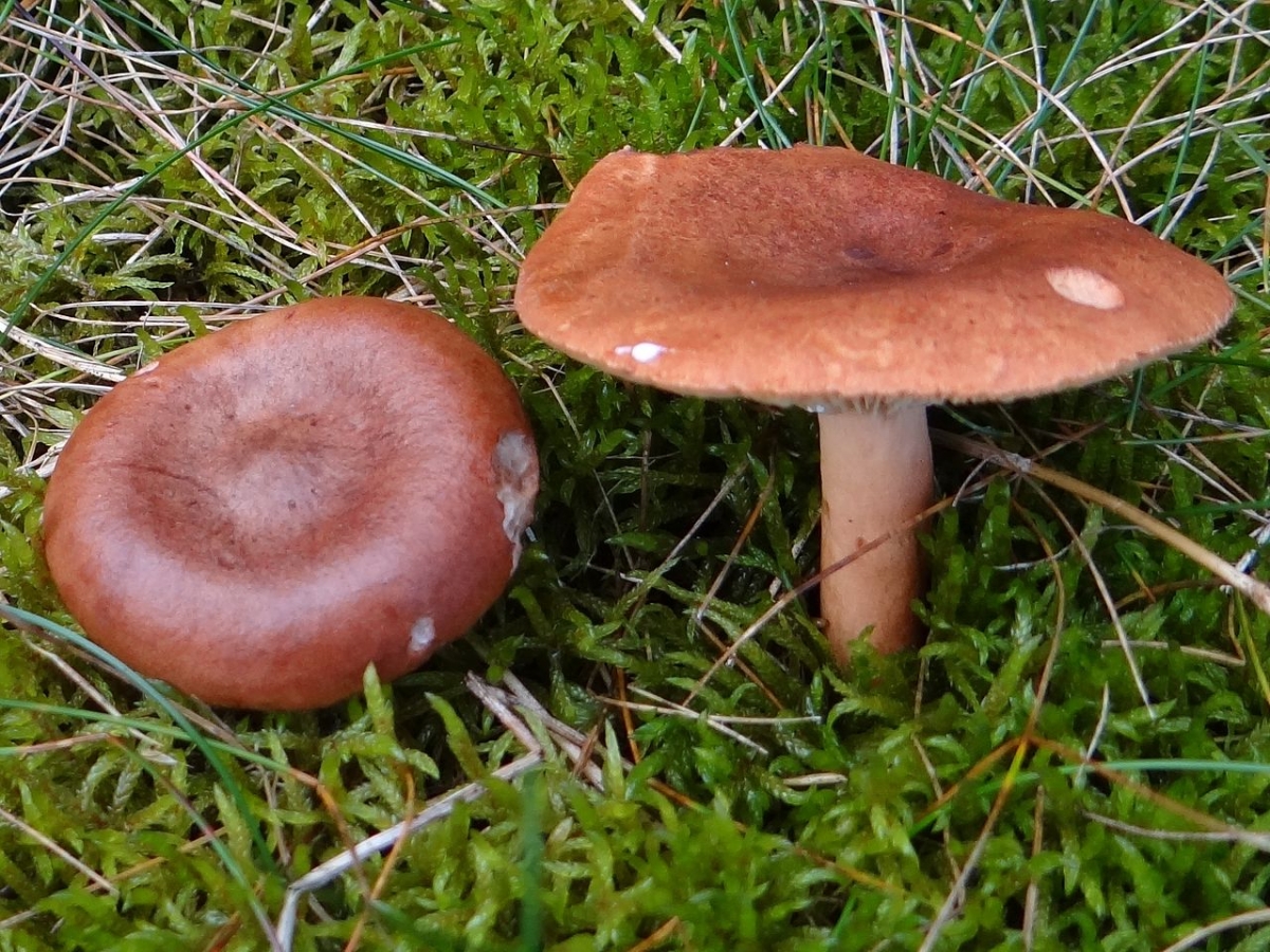 1280px-Lactarius_rufus_B?5.jpg