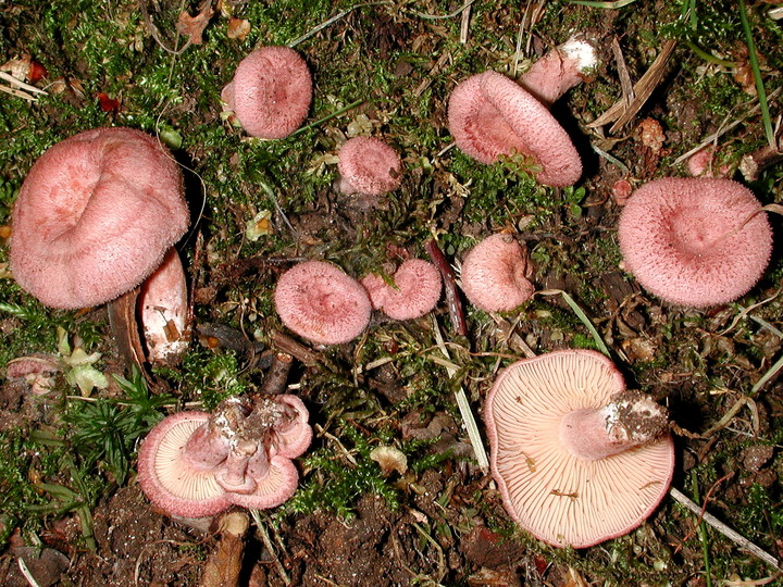 Lactarius-spinosulus_06.jpg