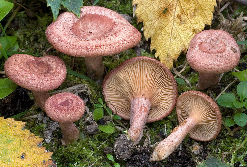 Lactarius-spinosulus_03.jpg
