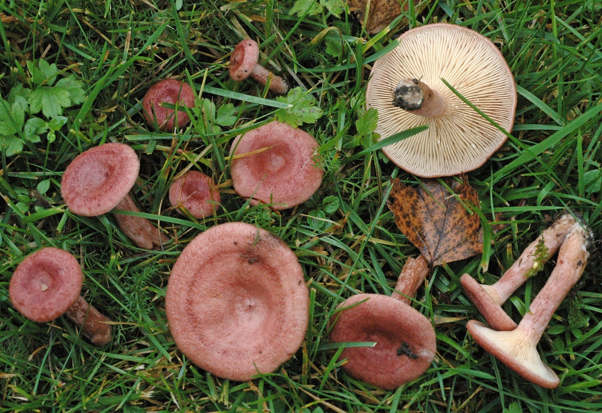 Lactarius-spinosulus_02.jpg