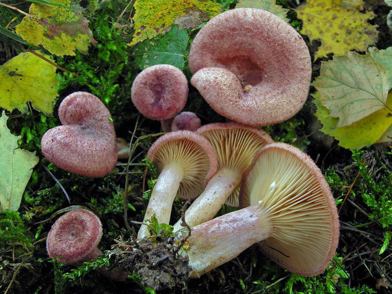 Lactarius-spinosulus_05.jpg