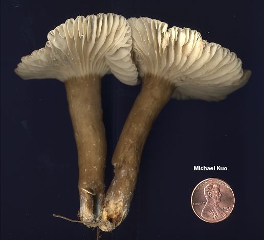 lactarius_gerardii_02big.jpg