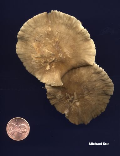 lactarius_gerardii_04big.jpg