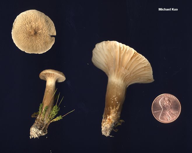 lactarius_gerardii_01big.jpg