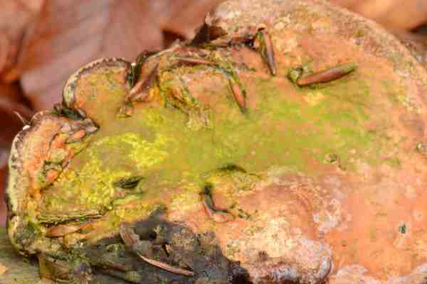 Botryohypochnus.isabellinus3.jpg