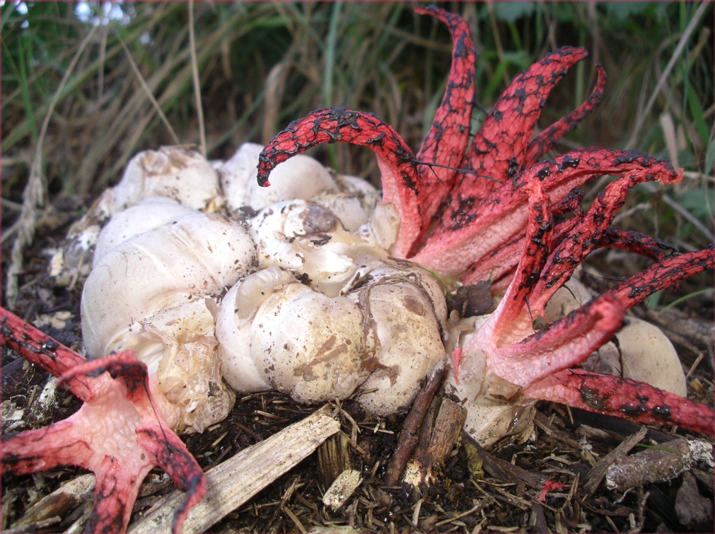 Clathrus_archeri.jpg