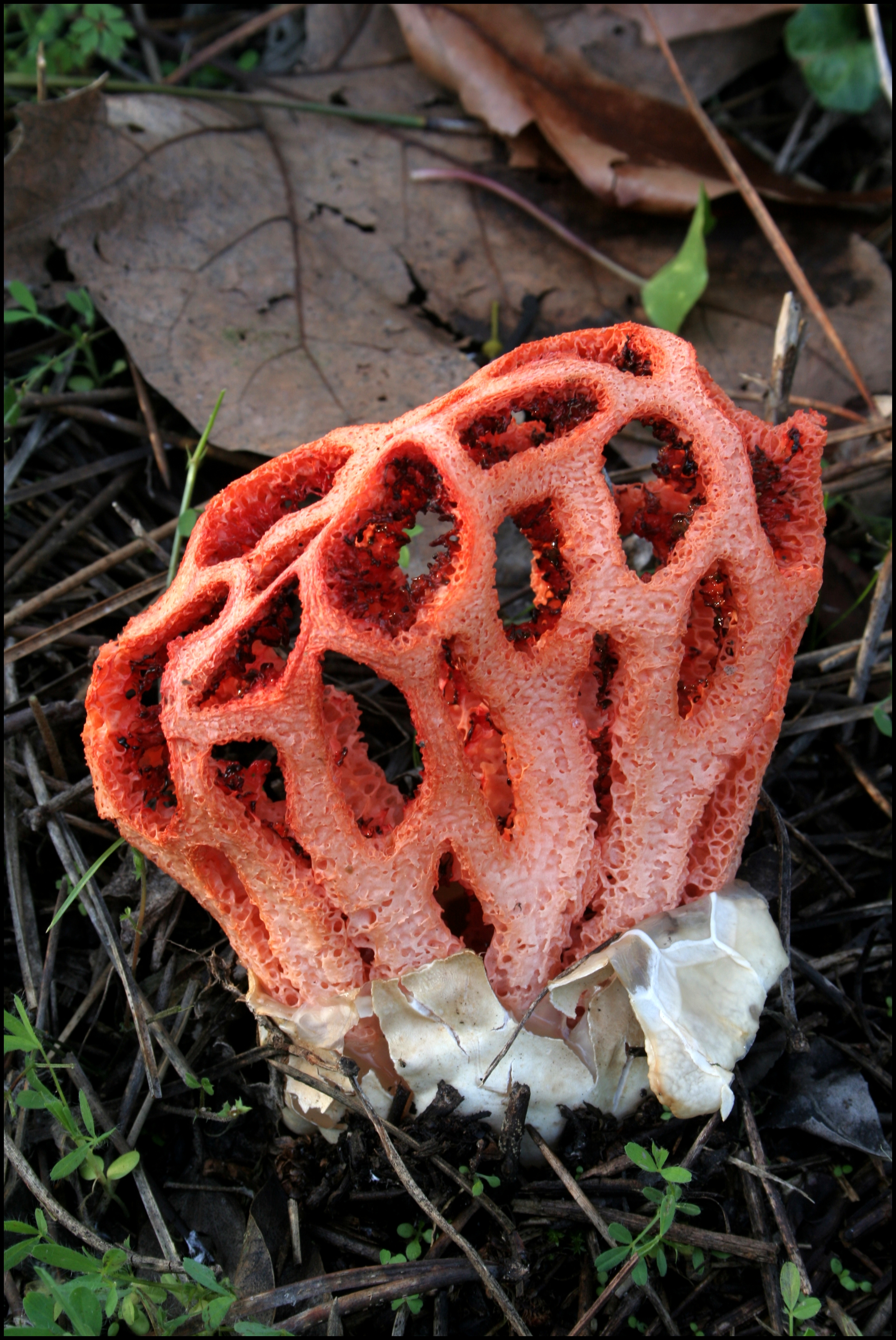 Clathrus_ruber_spacepleb.jpg