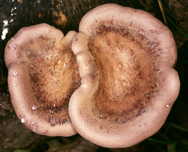 Panus_conchatus,I_MWS5512.jpg