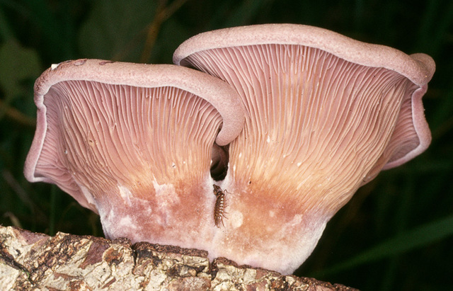 Panus_conchatus,I_MWS5511.jpg