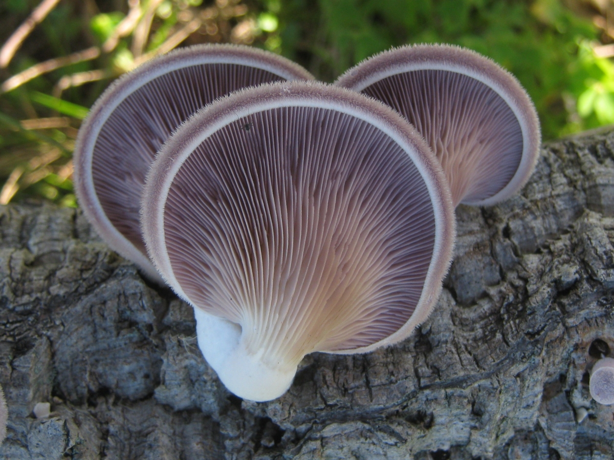 2012-12-31_Lentinus_strigosus_(Schwein.)_Fr_299086.jpg