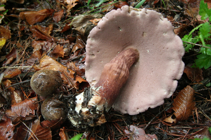 제주쓴맛그물버섯Tylopilus_neofelleus_080725_8.JPG