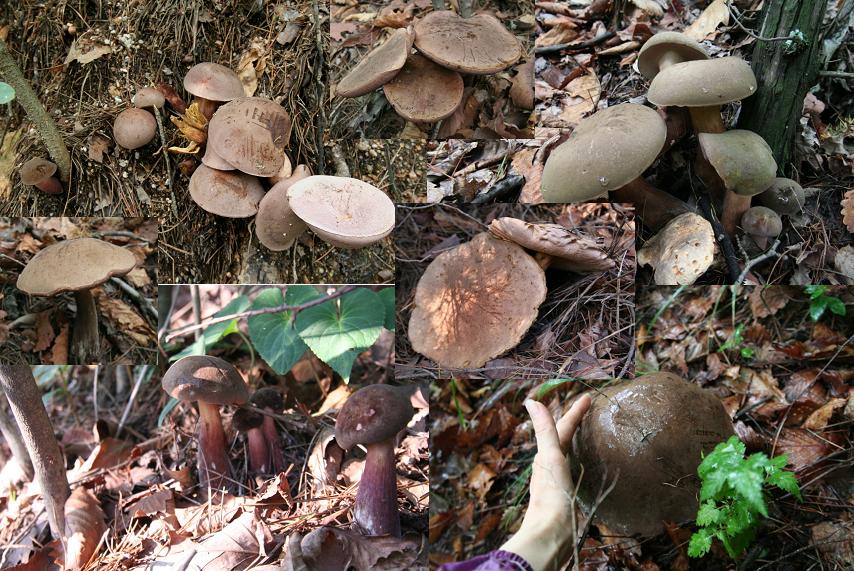 제주쓴맛그물버섯Tylopilus_neofelleus_Hongo_2.jpg