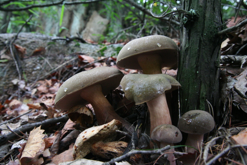 제주쓴맛그물버섯Tylopilus_neofelleus_Hongo_080725_1.JPG