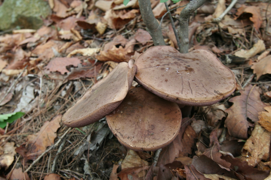 제주쓴맛그물버섯Tylopilus_neofelleus_Hongo_080731_2.JPG