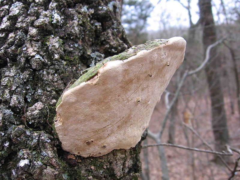 800px-Perenniporia_fraxinophila_129636.jpg