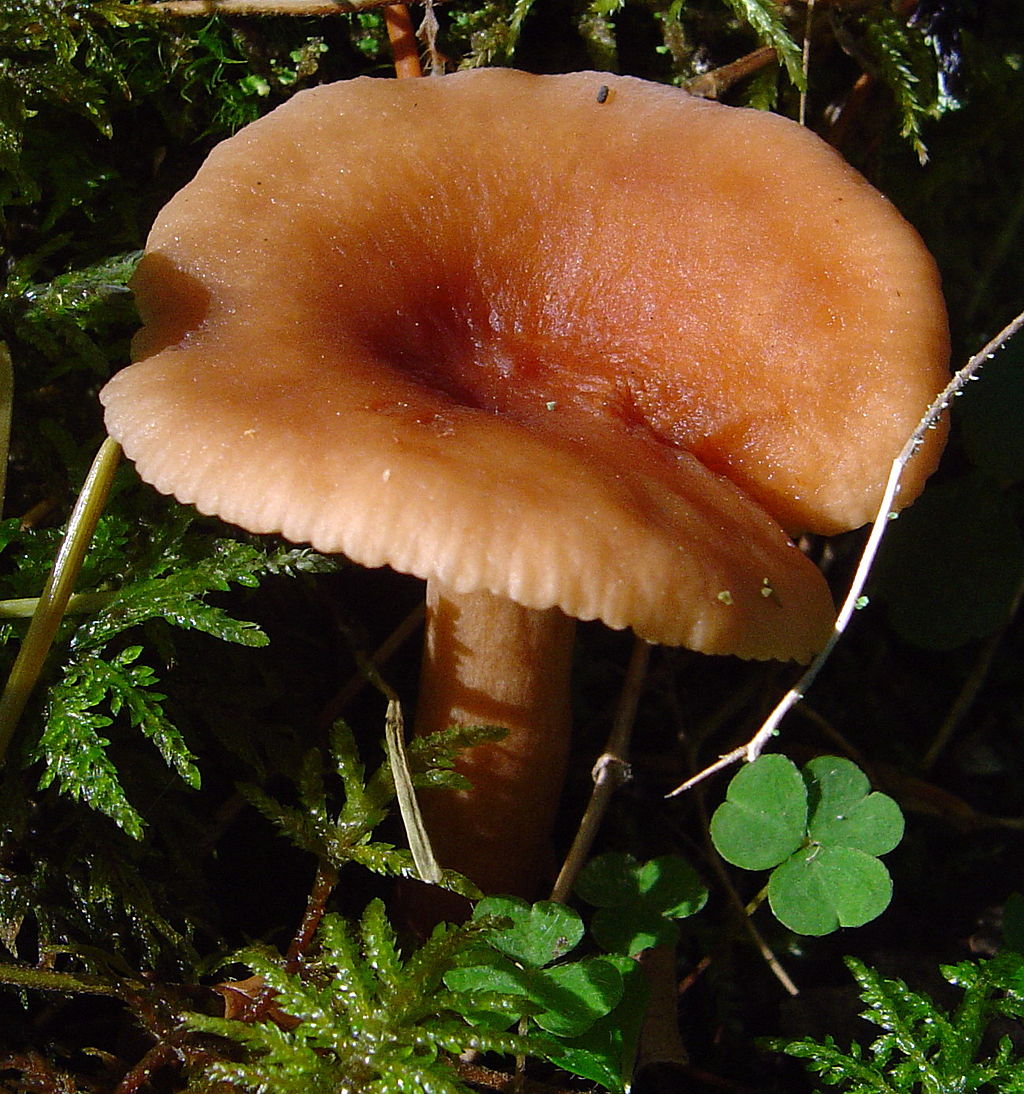 1024px-2007-08-25_Lactarius_tabidus_Fr.jpg