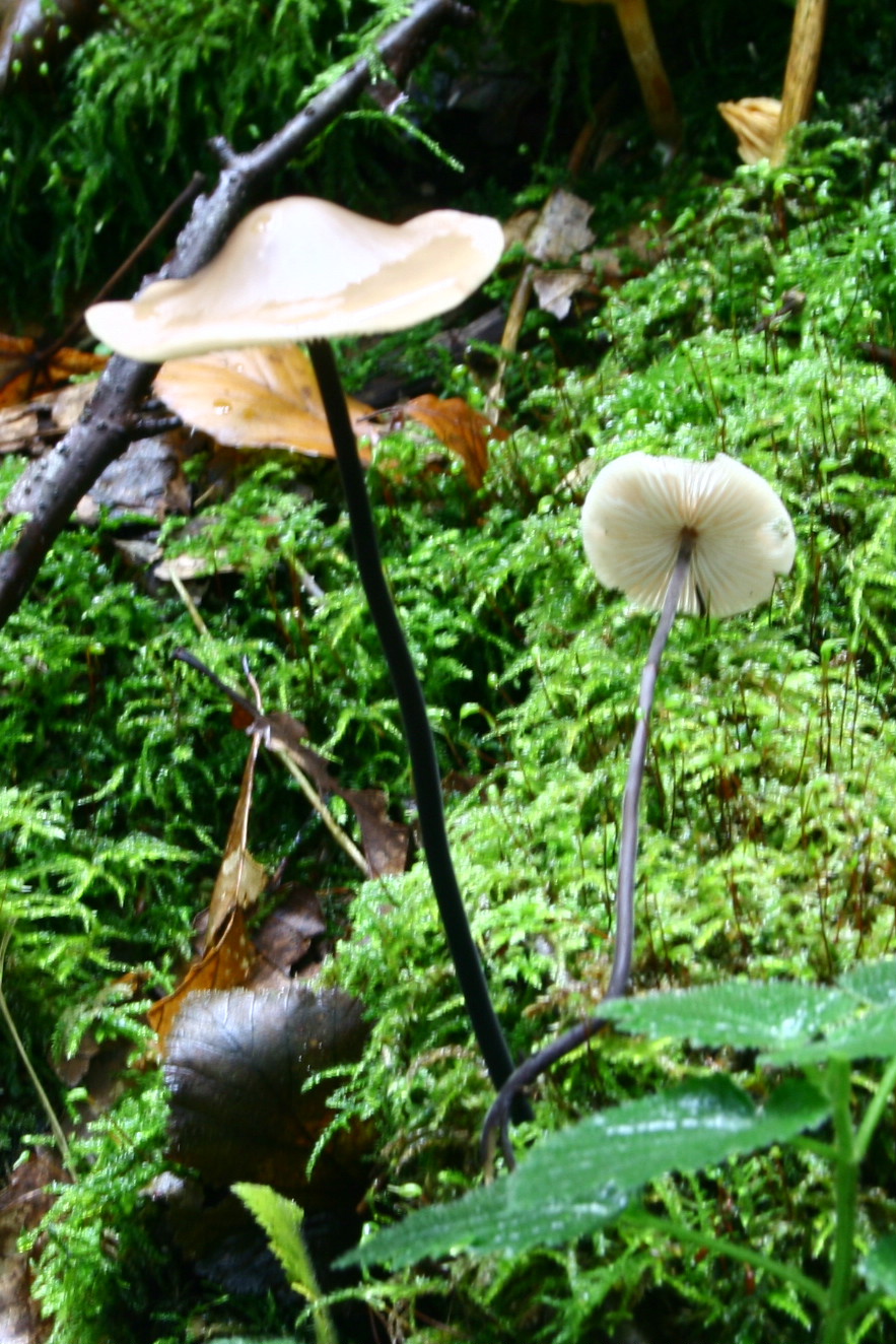 Marasmius_alliaceus_20070928wb.JPG