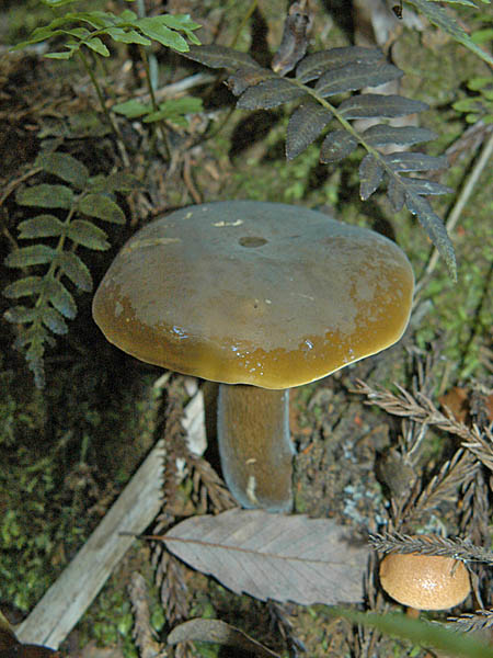 okuyamanigaiguti.jpg