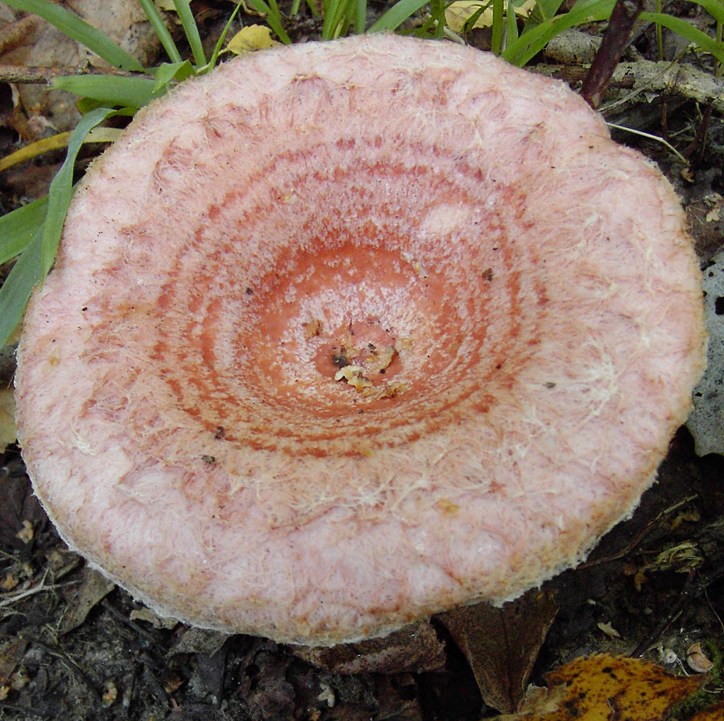 1024px-Lactarius_torminosus_(3).JPG