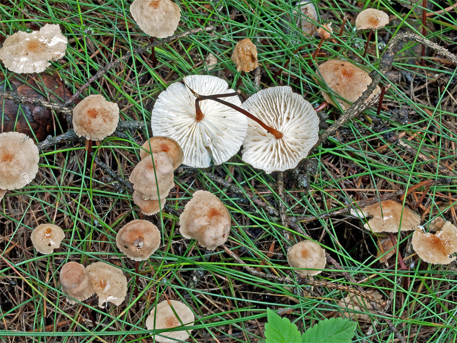 Marasmius_scorodonius_1.jpg
