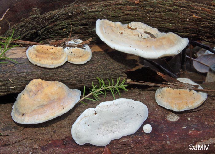 Perenniporia ochroleuca 5.jpg