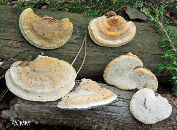 Perenniporia ochroleuca 4.jpg
