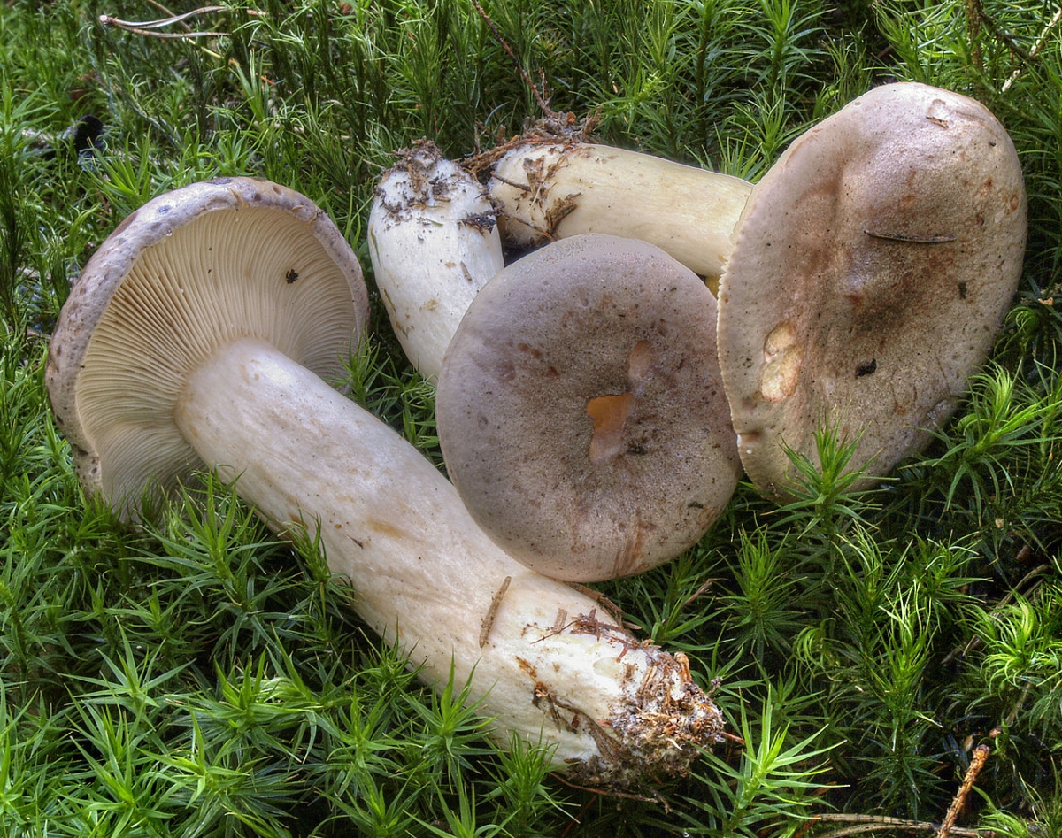 1280px-2006-09-09_Lactarius_trivialis.jpg