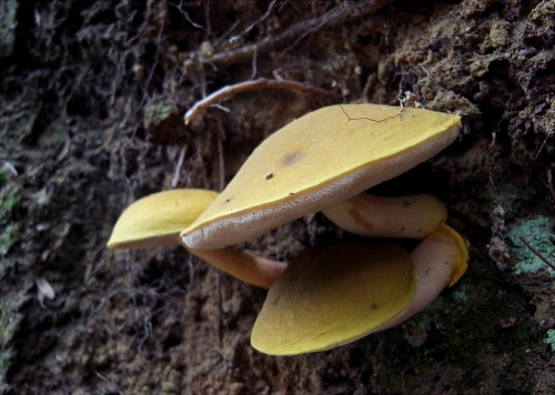 t_virens_008.jpg