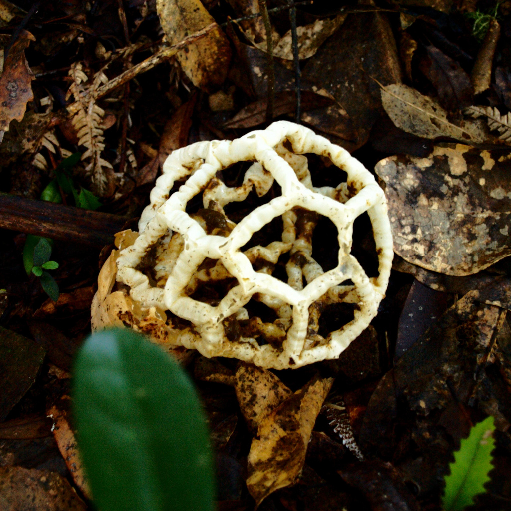 Ileodictyon_cibarium.jpg