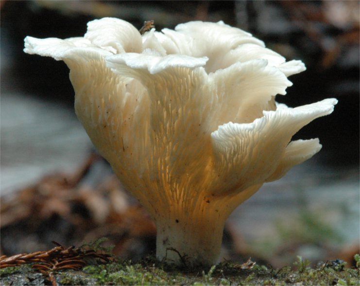 Pleurocybella porrigens2.jpg