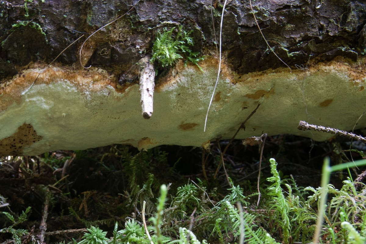 Perenniporia_subacida_(19439027311).jpg