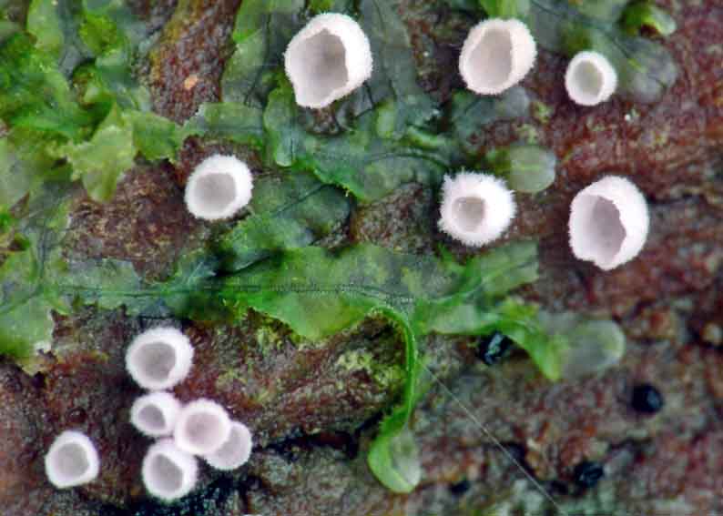Rectipilus_fasciculatus.jpg