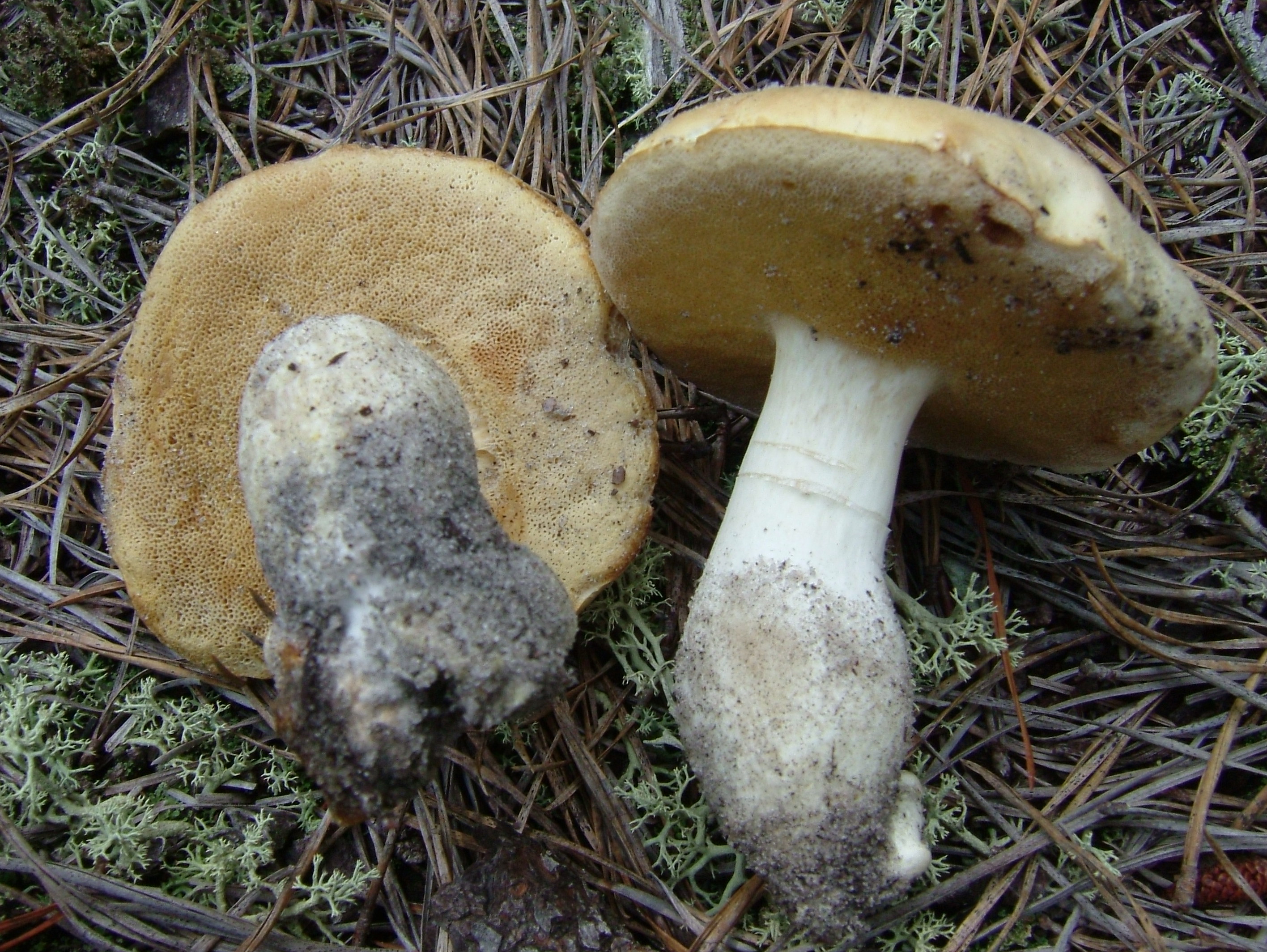 Xanthoconium_stramineum_251818.jpg